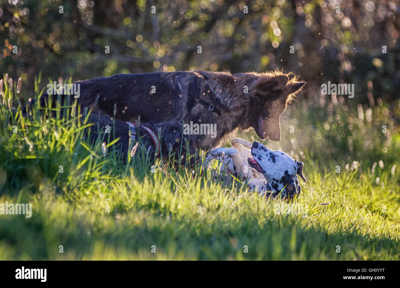 Deux chiens qui sont des amis à jouer ensemble dans l'herbe avec la lumière du soleil qu'il soir de derrière. Banque D'Images