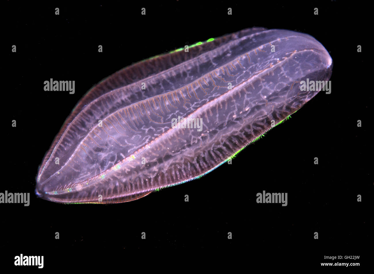 Brown comb jelly (Beroe ovata) Mer Noire Banque D'Images