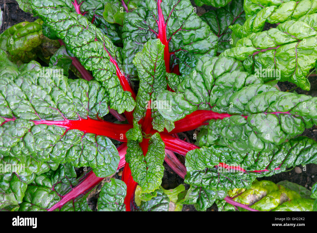 La rhubarbe Chard Beta vulgaris légumes verts feuillus souvent utilisé dans la cuisine méditerranéenne Banque D'Images