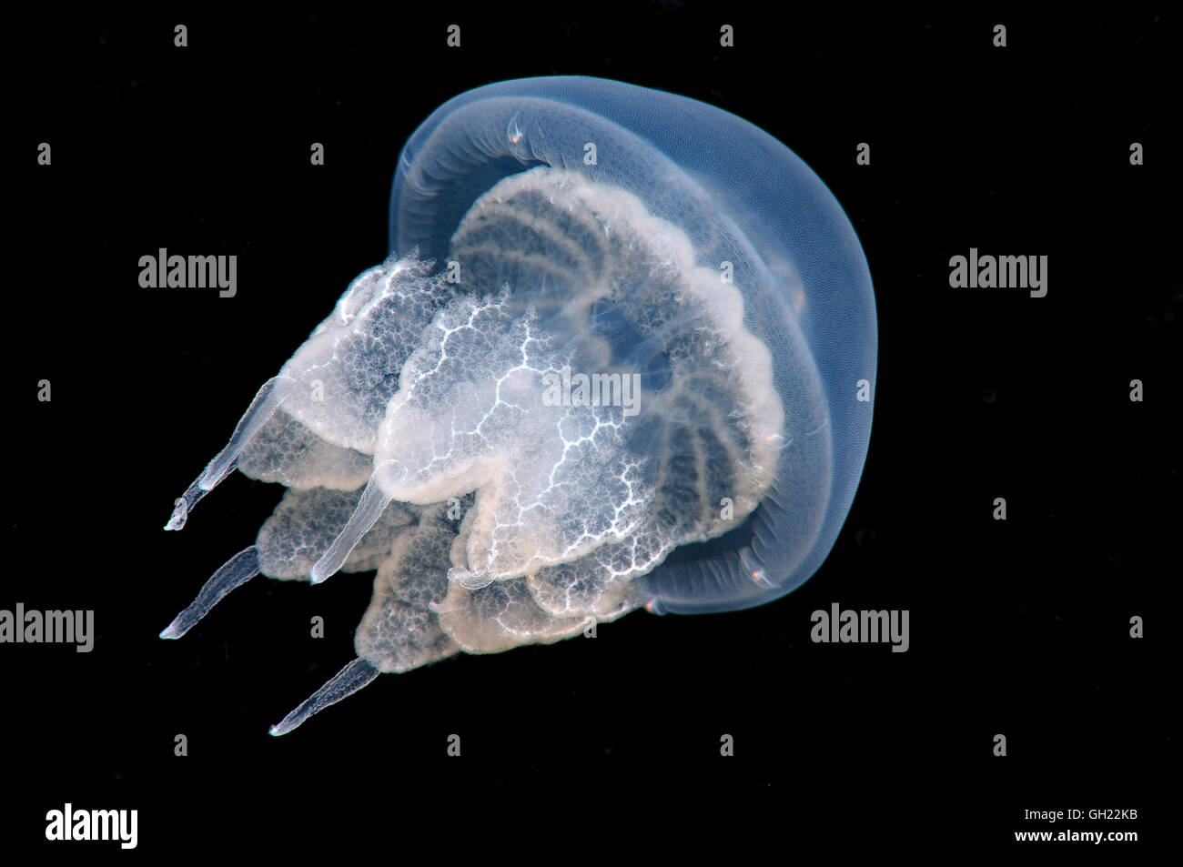 Baril méduses, poubelle-lid méduses ou nez à froufrous (méduses Rhizostoma pulmo) Mer Noire Banque D'Images