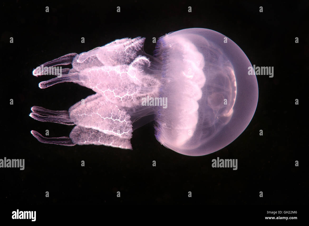 Baril méduses, poubelle-lid méduses ou nez à froufrous (méduses Rhizostoma pulmo) Mer Noire Banque D'Images