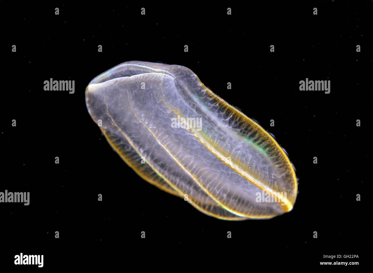 Brown comb jelly (Beroe ovata) Mer Noire Banque D'Images