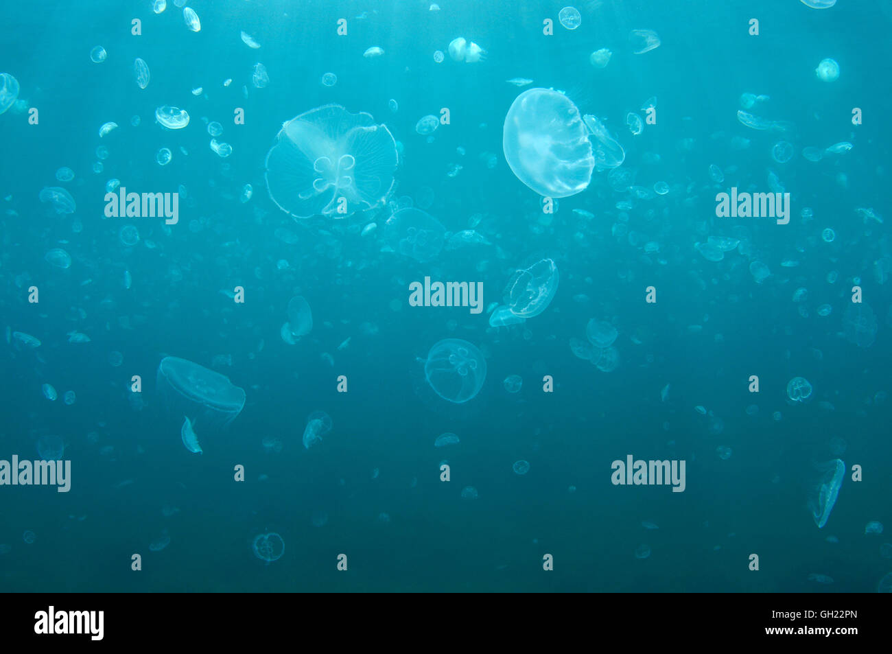 Groupe de Moon jelly, communs ou de méduses méduses Aurelia aurita (lune) dans l'eau bleu, de la Mer Noire Banque D'Images