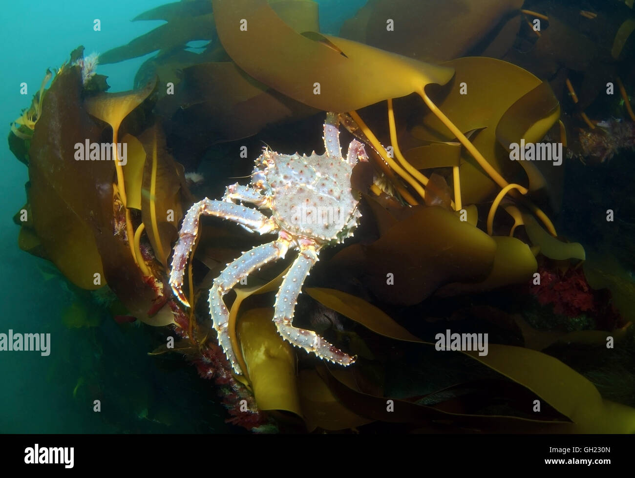 Le crabe royal rouge Crabe Kamchatka, ou crabe royal d'Alaska (Paralithodes camtschaticus) assis sur Sea Rod (Laminaria hyperborea) Banque D'Images