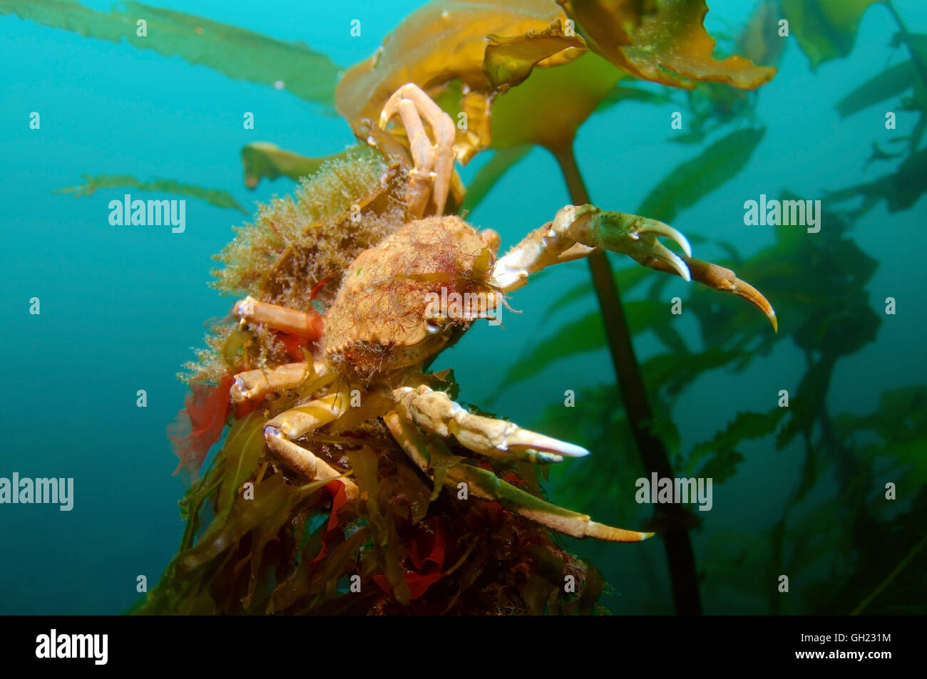 Grande Araignée ou crabe lyre de l'Atlantique (Hyas araneus) assis sur Sea Rod (Laminaria hyperborea), mer de Barents, l'Arctique russe Banque D'Images