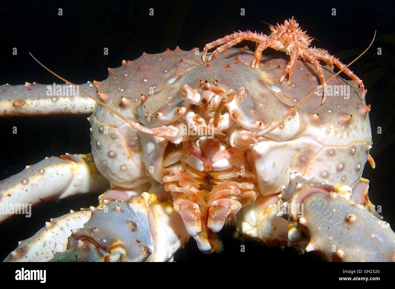 Le Crabe Royal Rouge Bebe Repose Sur Le Dessus Du Crabe Royal Rouge D Adultes Le Kamchatka Ou Crabe Crabe Royal D Alaska Paralithodes Camtschaticus Photo Stock Alamy Le Crabe Royal Rouge Bebe Repose Sur Le Dessus Du Crabe Royal Rouge D Adultes Le Kamchatka Ou Crabe Crabe Royal D Alaska Paralithodes Camtschaticus Photo Stock Alamy