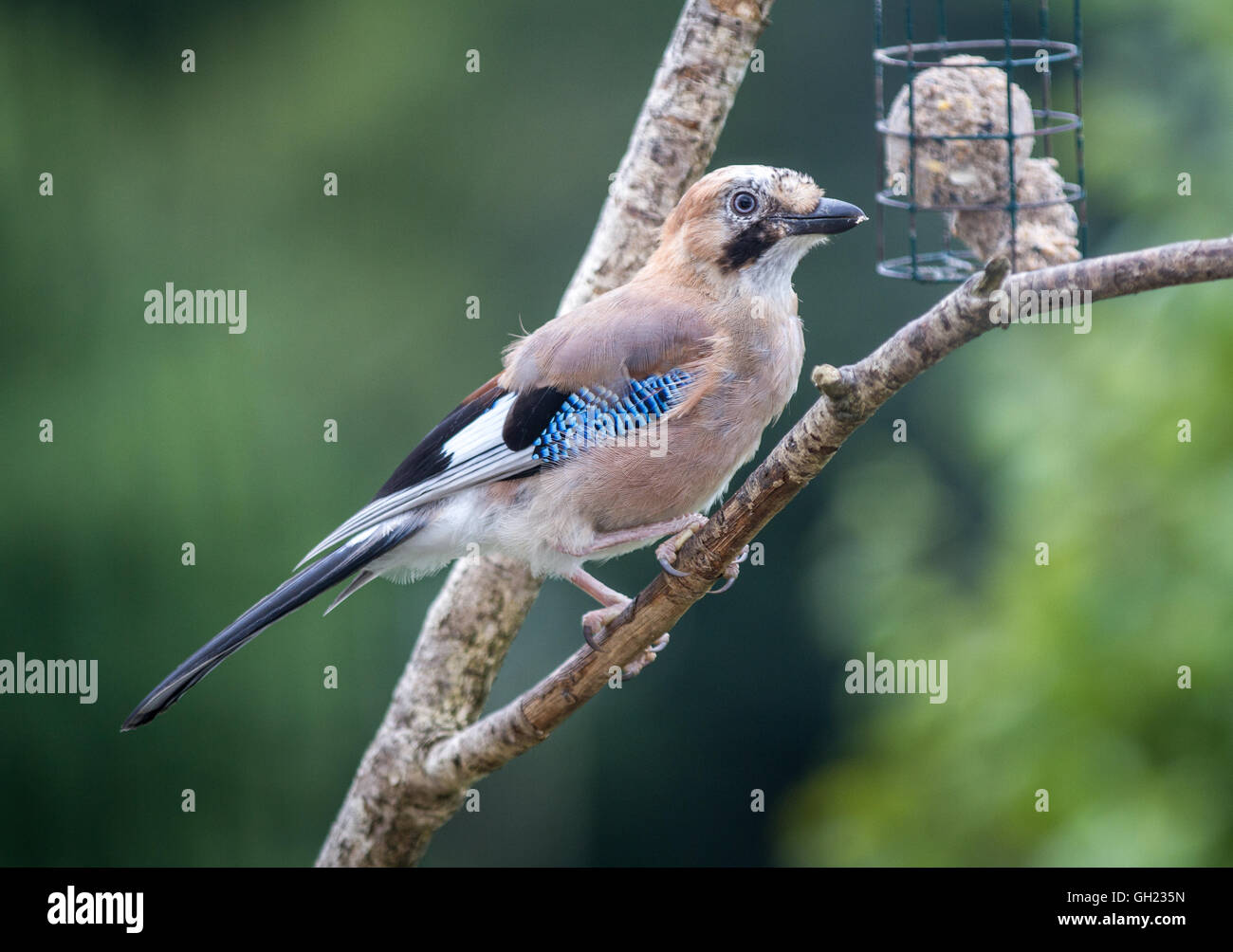 Un Jay bird membre de la famille sur un bâton en bois à côté d'une mangeoire pour oiseaux Banque D'Images