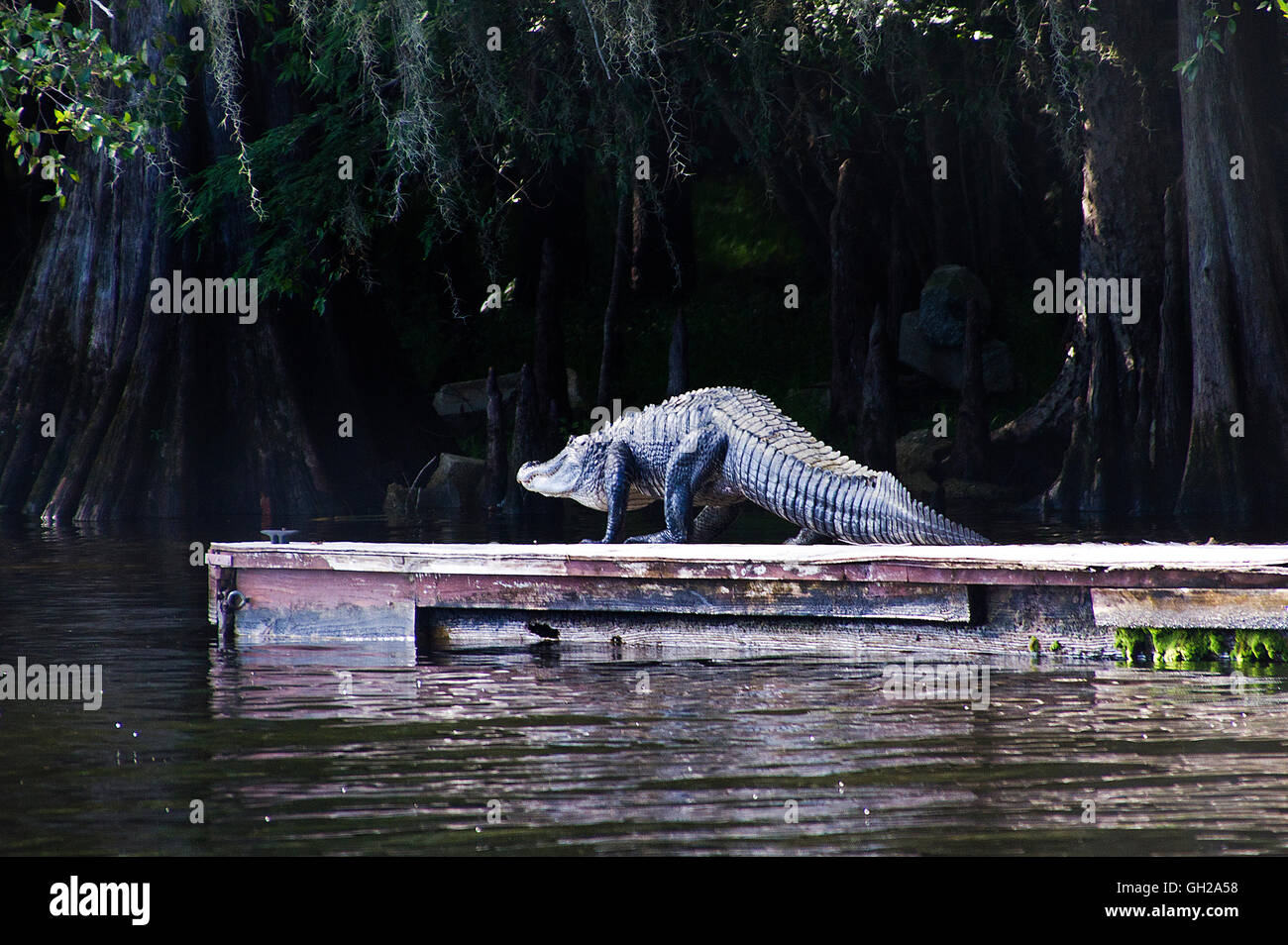 Alligator géant sur un quai flottant le long du Suwanee River dans le centre de la Floride Banque D'Images