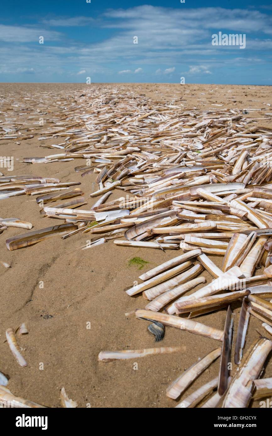 Shell Ensis arcuatus, rasoir, épave de coquilles vides sur une plage de sable, Norfolk, Angleterre, juillet. Banque D'Images