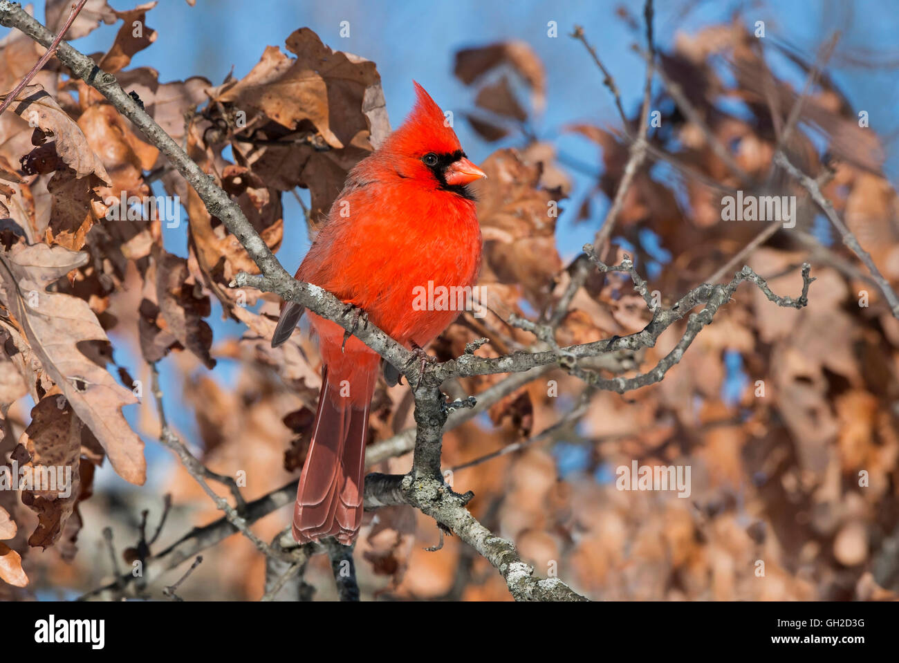Cardinal rouge Cardinalis cardinalis homme perché sur membre de l'arbre de chêne (Quercus sp) est de l'Amérique du Nord Banque D'Images