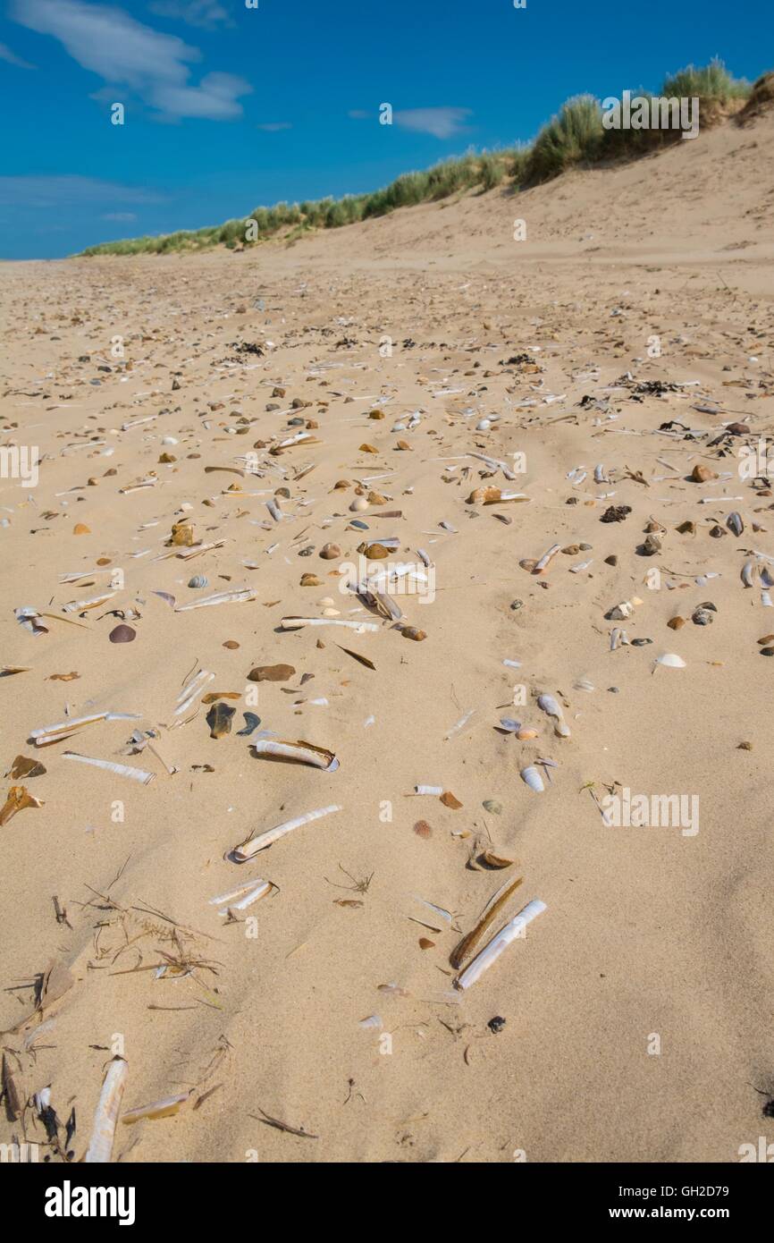 Vue sur plage de sable fin parsemées de coquillages, Norfolk, Angleterre, juillet. Banque D'Images