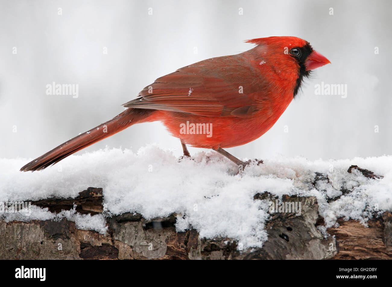 Cardinal rouge Cardinalis cardinalis homme perché sur souche d'arbre est de l'Amérique du Nord Banque D'Images
