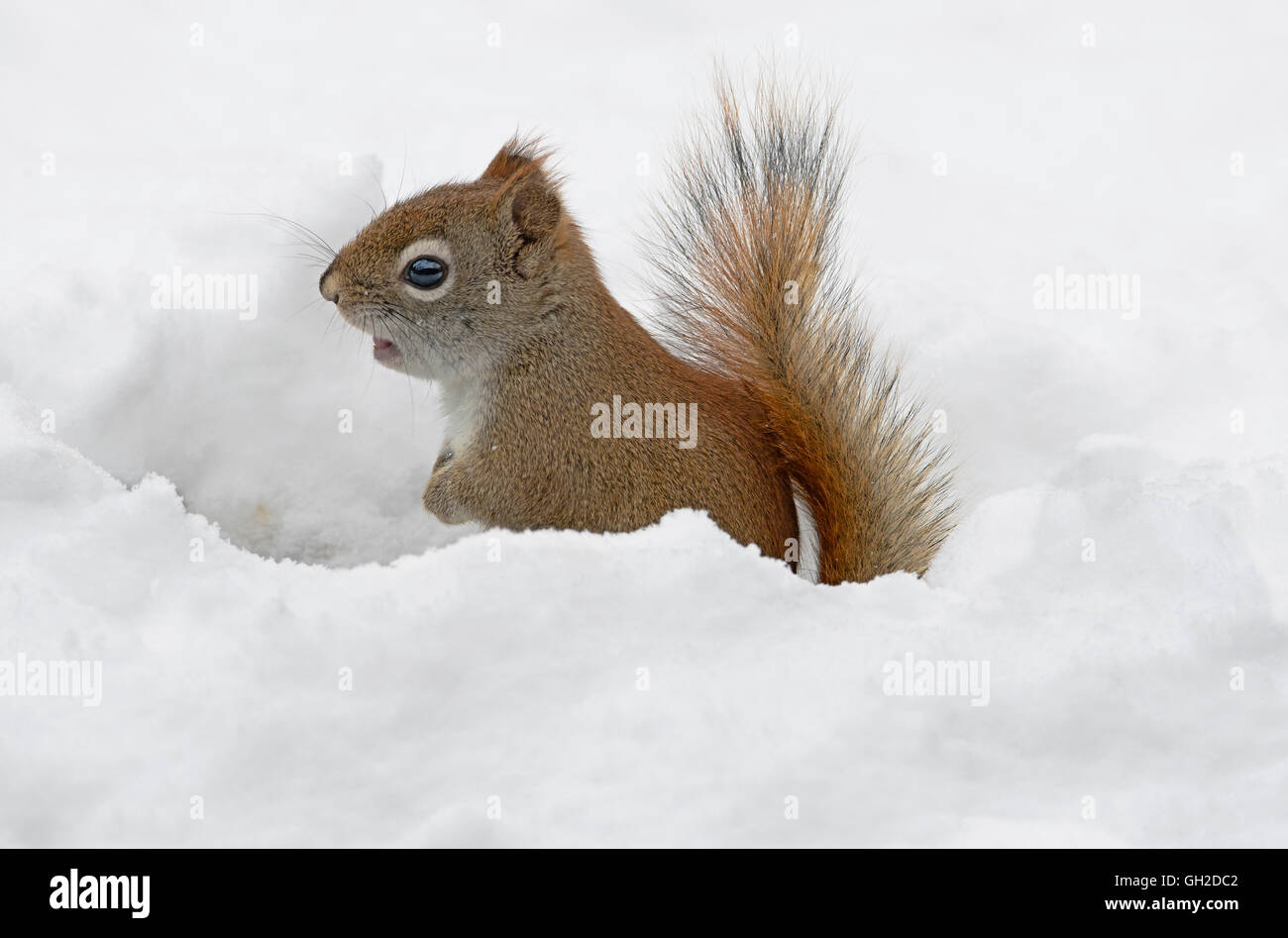 L'Est de l'Écureuil roux (Tamiasciurus la chasse à des fins alimentaires ou Sciurus hudsonicus), Hiver, E Amérique du Nord Banque D'Images