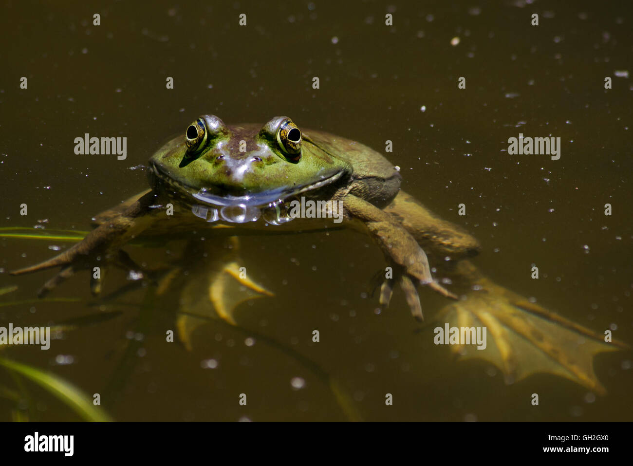 Dans Bull frog pond jusqu'fermer Banque D'Images