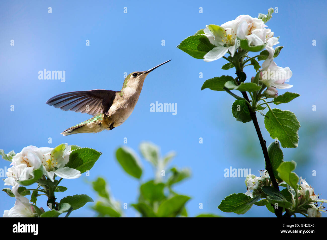 Hummingbird flying avec fleurs de printemps dans le jardin Banque D'Images