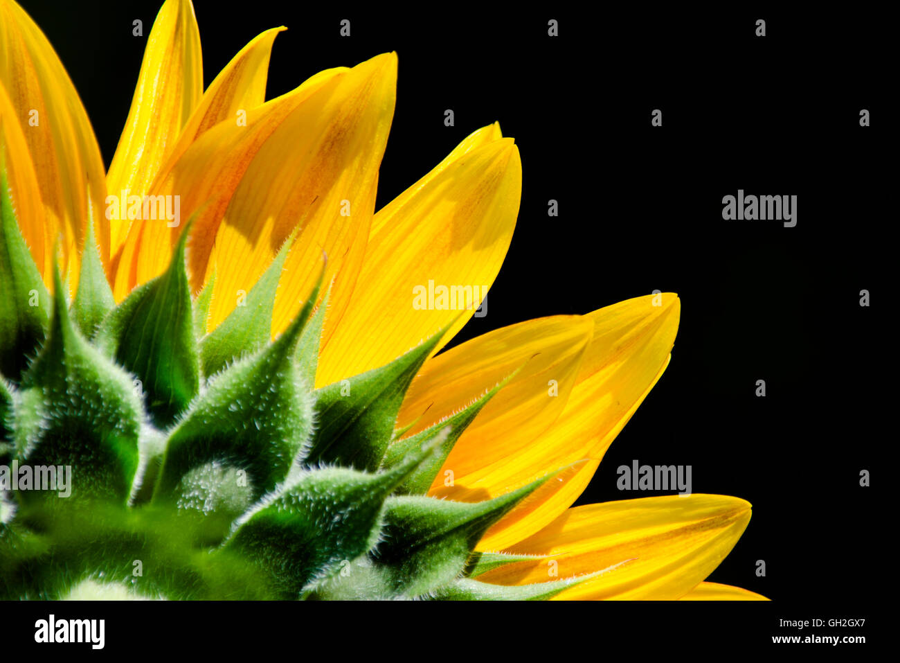 Fleurs de tournesol isolé sur fond noir. Banque D'Images