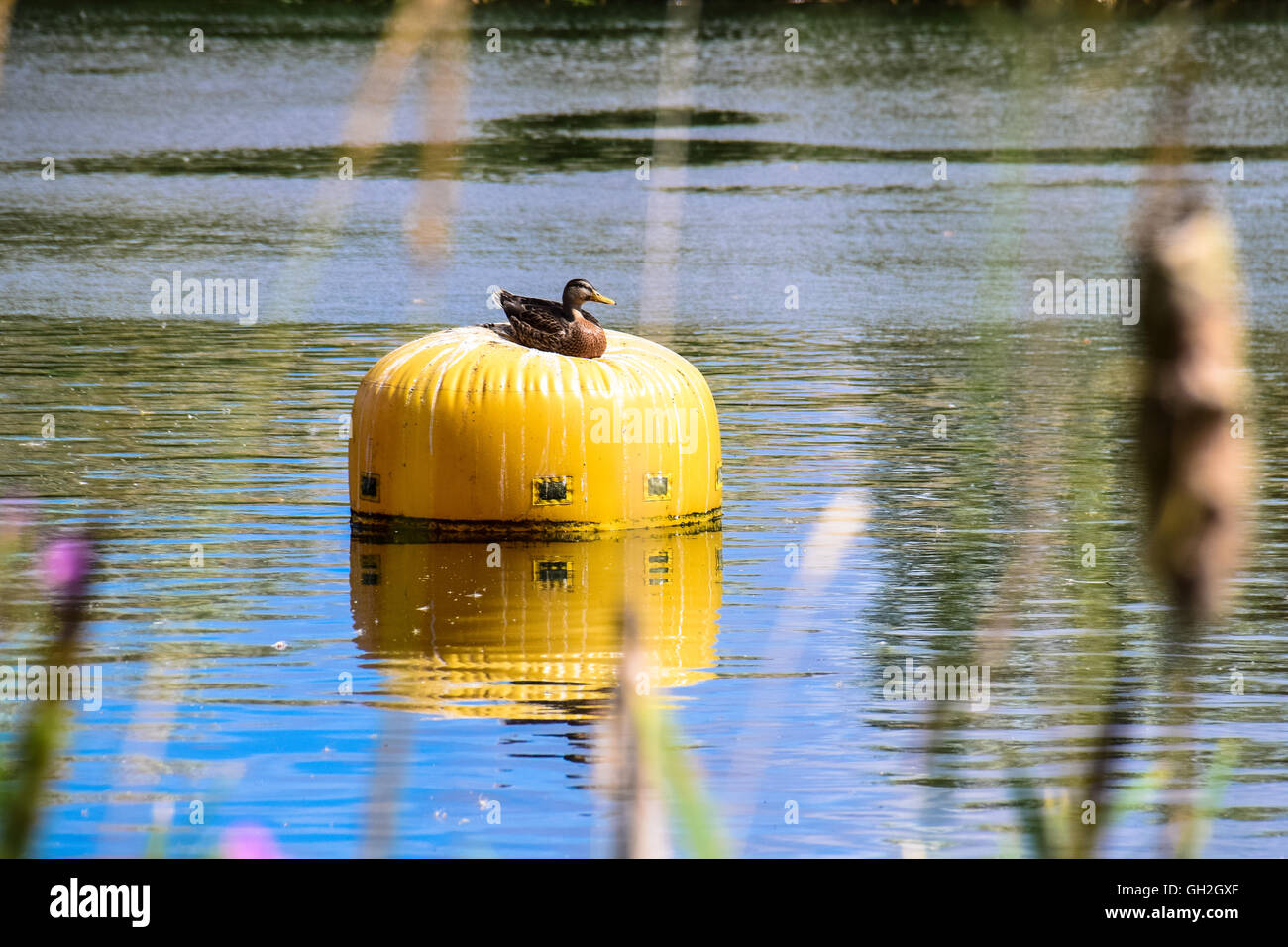 Canard colvert assis sur une bouée jaune au centre d'un lac Banque D'Images
