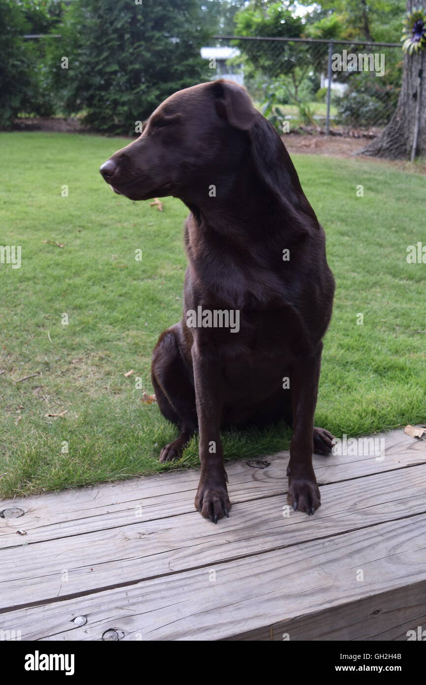 Chocolat timide lab attendent patiemment un jeu de fetch. Banque D'Images