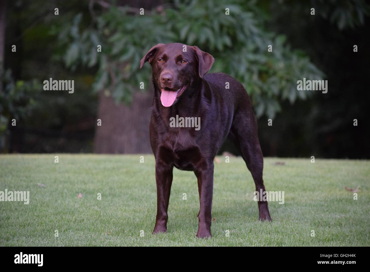Laboratoire de chocolat prêt à jouer ! Banque D'Images