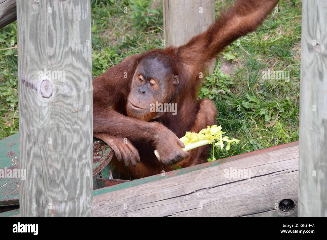 Laitue de manger de l'orang-outan Banque D'Images