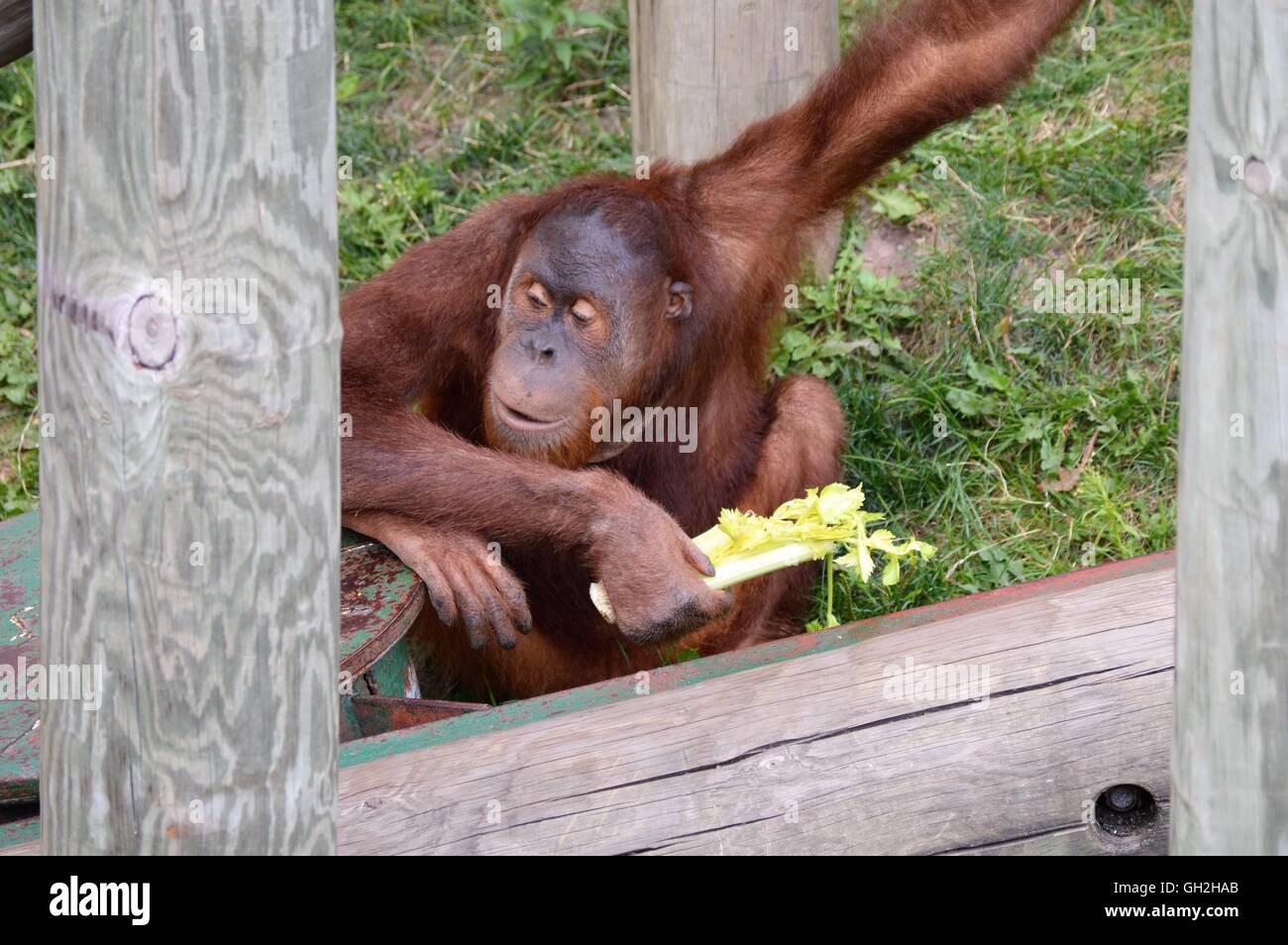 Laitue de manger de l'orang-outan Banque D'Images