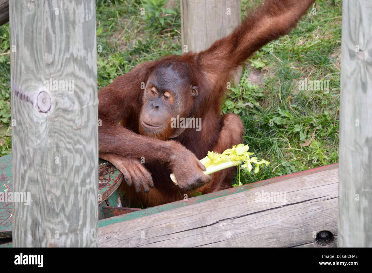 Laitue de manger de l'orang-outan Banque D'Images