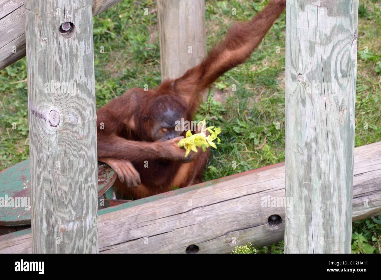 Laitue de manger de l'orang-outan Banque D'Images