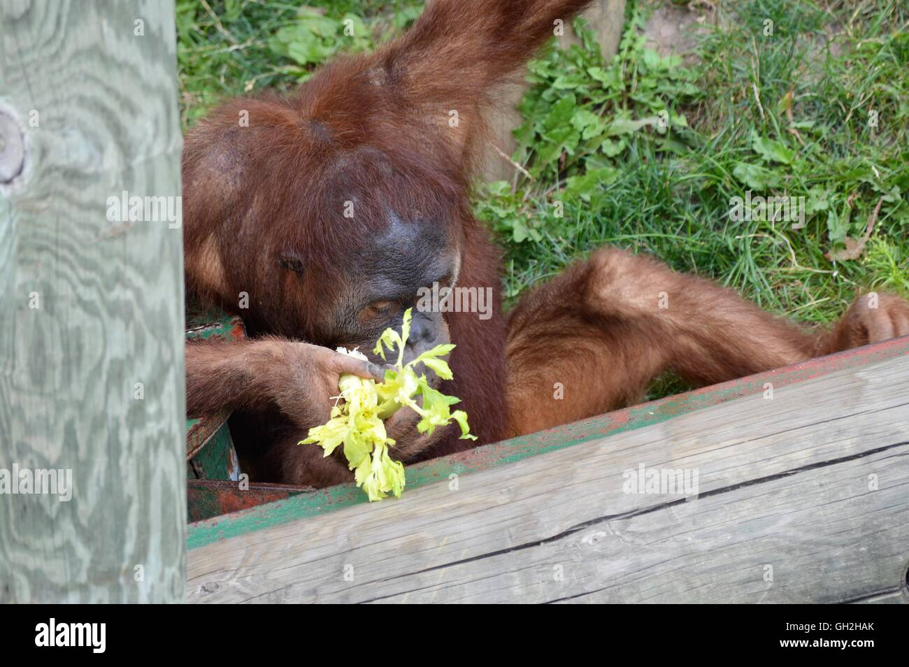 Laitue de manger de l'orang-outan Banque D'Images