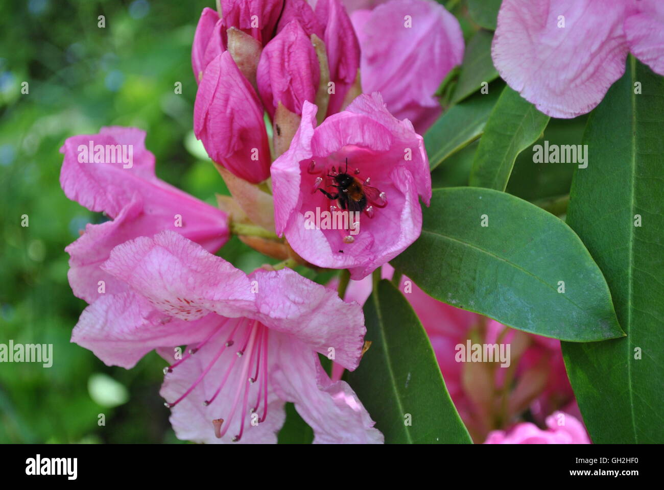 Assis à l'intérieur de l'abeille fleur rose Banque D'Images