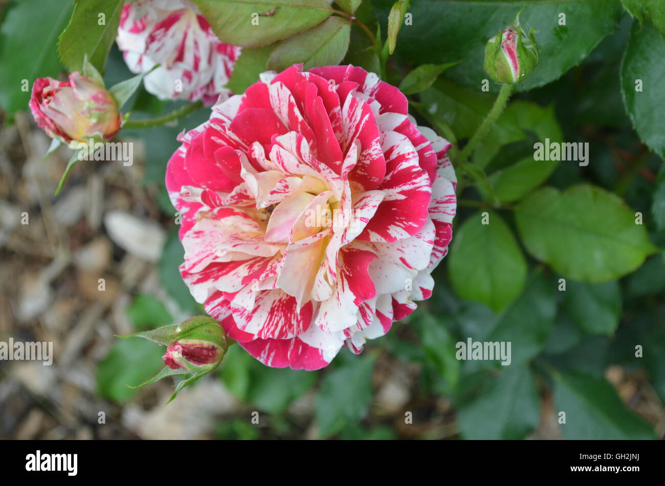 Canne de Noël, roses et blanc chaud rose Banque D'Images