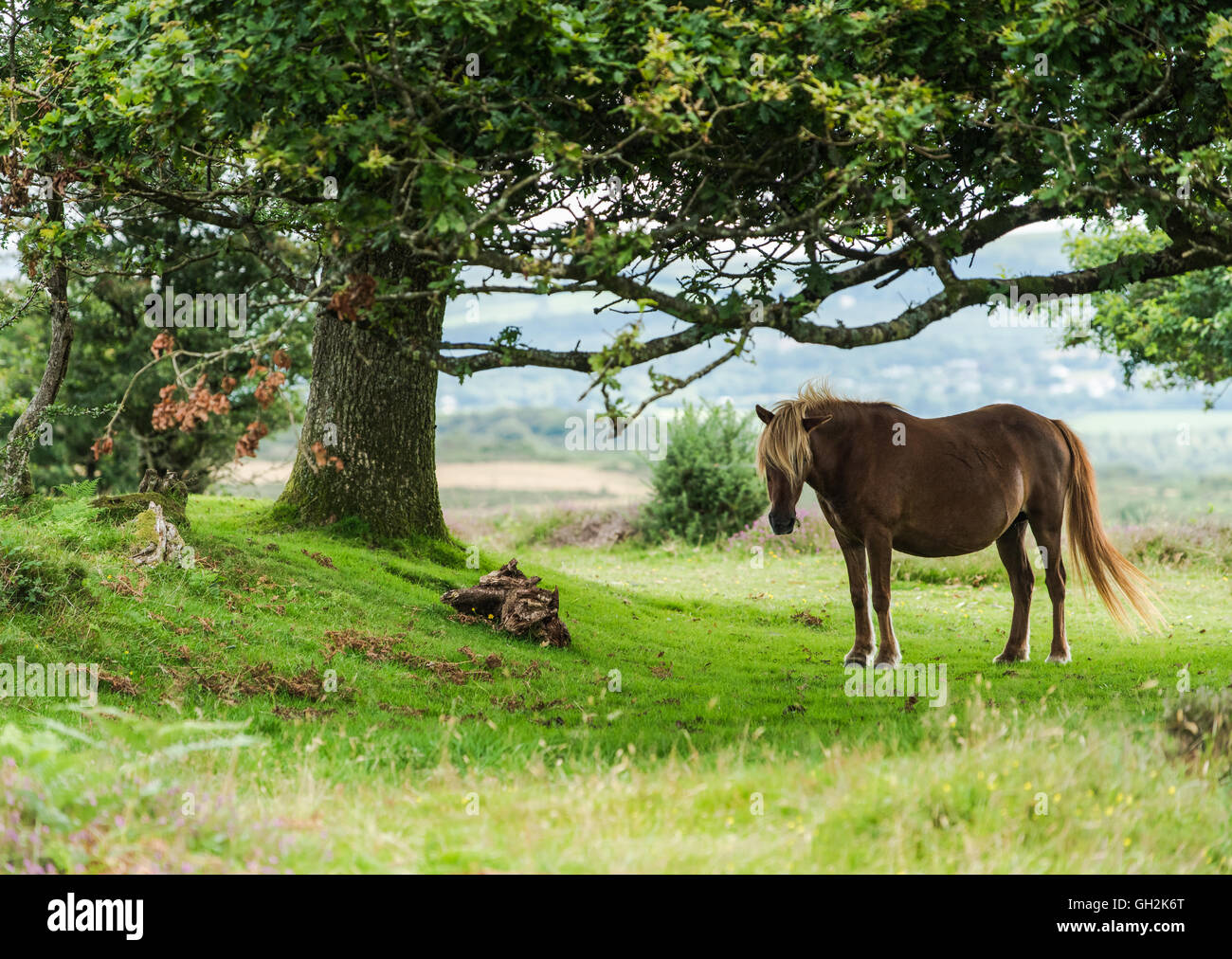 horse-standing-under-tree-banque-de-photographies-et-d-images-haute