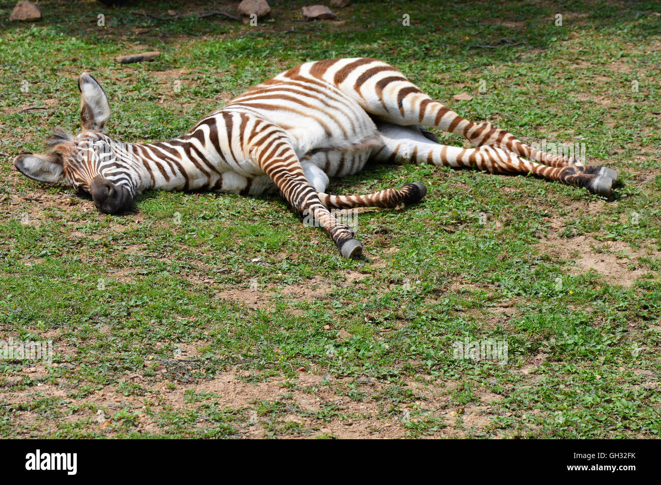 Zebra bébé pose dans l'herbe Banque D'Images