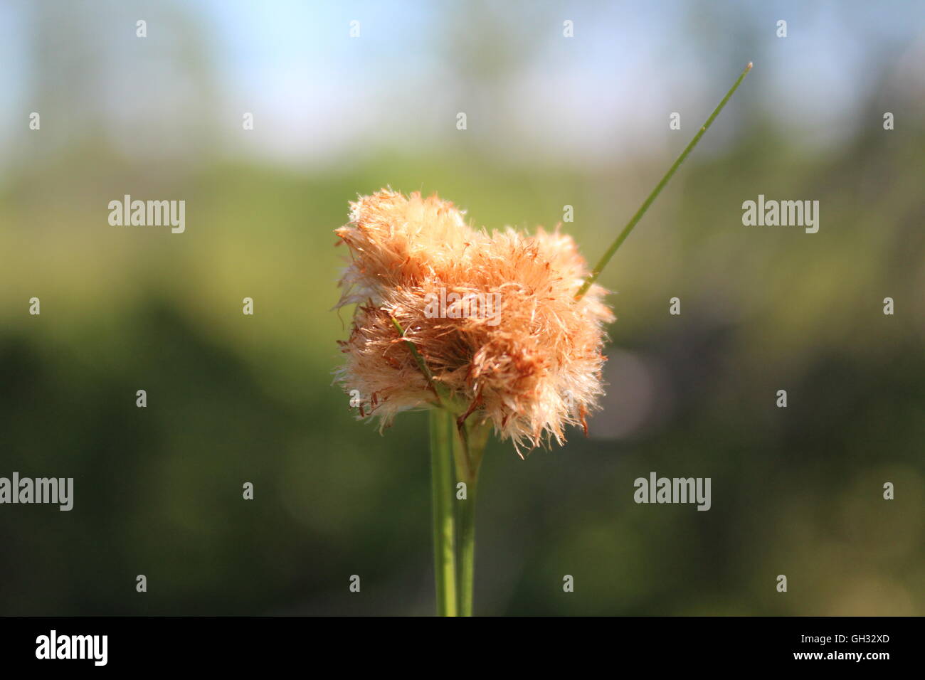 Close up flower / plante. Se tenait au-dessus les autres, zoom montre comment le fils de vent. Banque D'Images