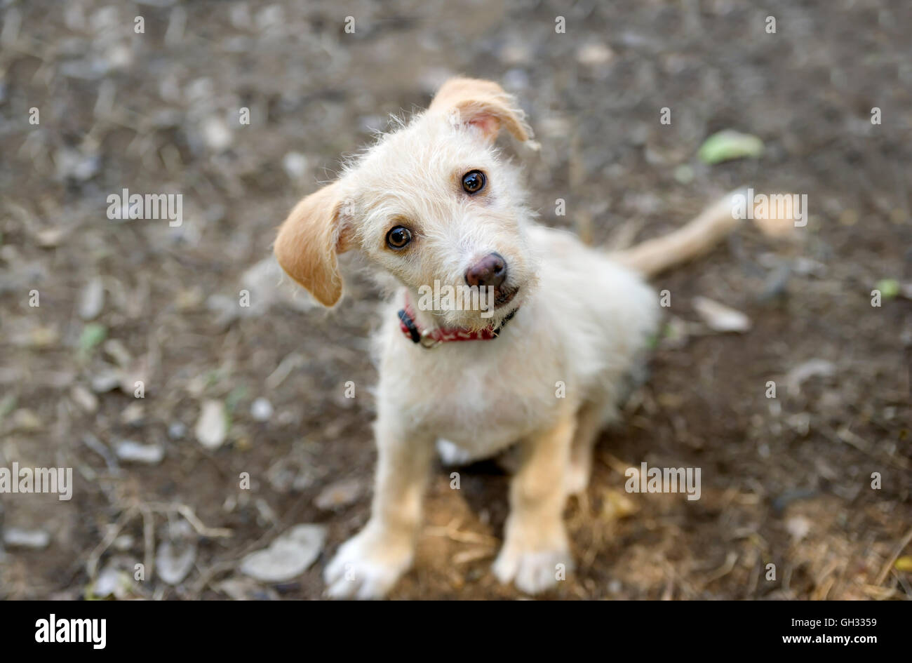 Chiot Mignon est un adorable petit chien à la recherche jusqu'à l'émerveillement et de curiosité dans ses yeux. Banque D'Images