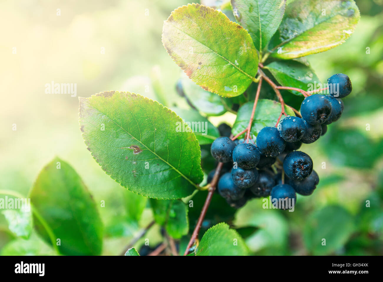 Petits fruits mûrs aronia fructueux sur la branche, selective focus Banque D'Images