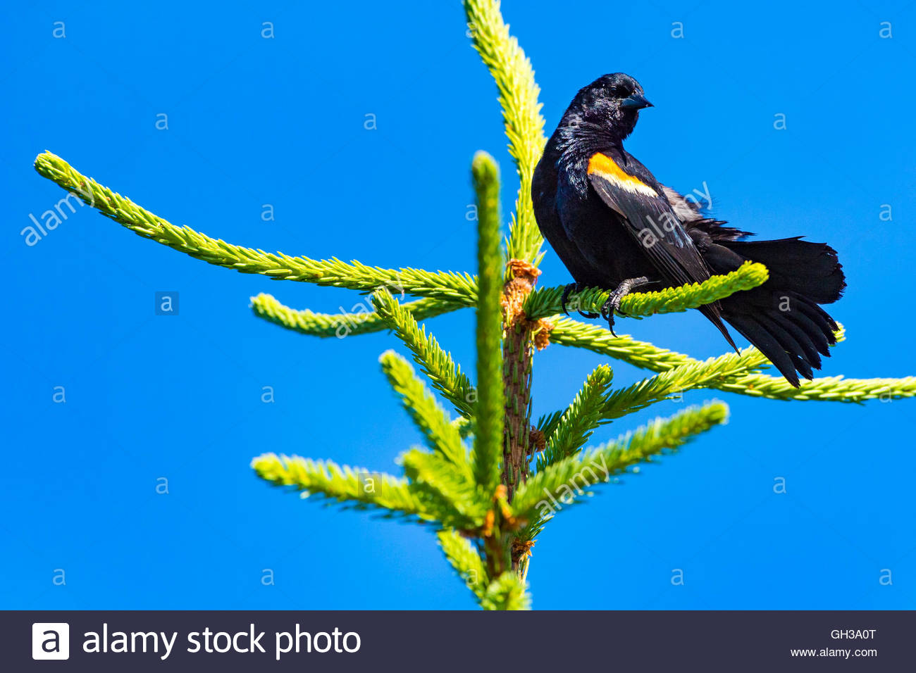 Ailé Rouge Oiseau Noir Perché Sur Une Branche Darbre De Pin