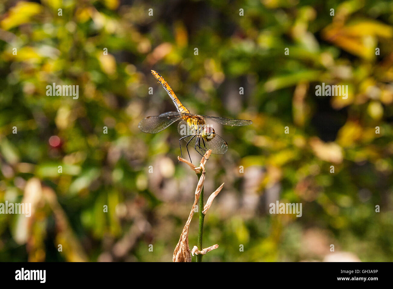 Libellule assis sur la branche sèche. Belle libellule Sympetrum ou dragonfly (Sympetrum flaveolum) dans la nature de l'habitat. Banque D'Images