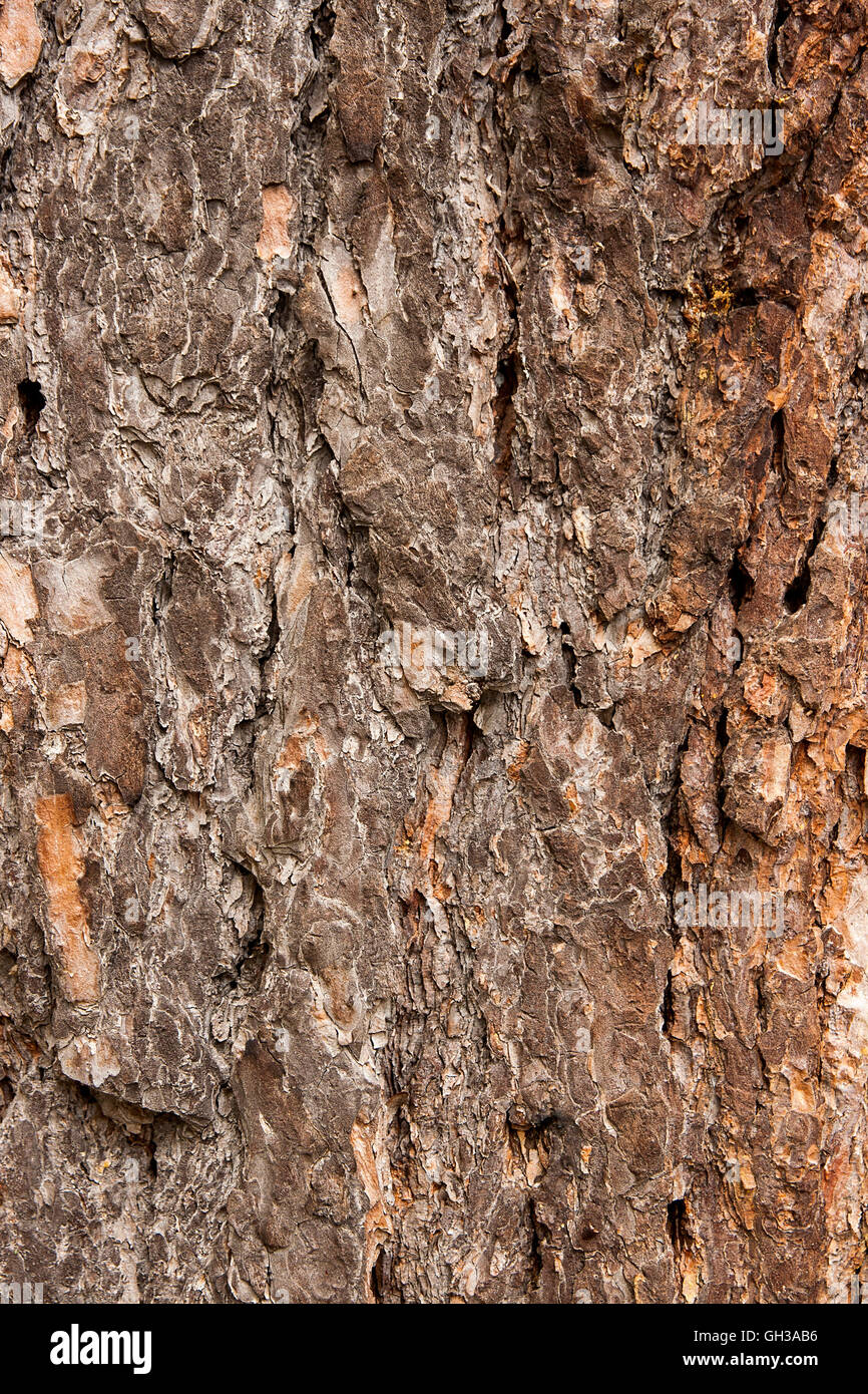 Vue rapprochée de Brown l'écorce des arbres de texture de fond. La surface de l'écorce comme motif de fond. Banque D'Images