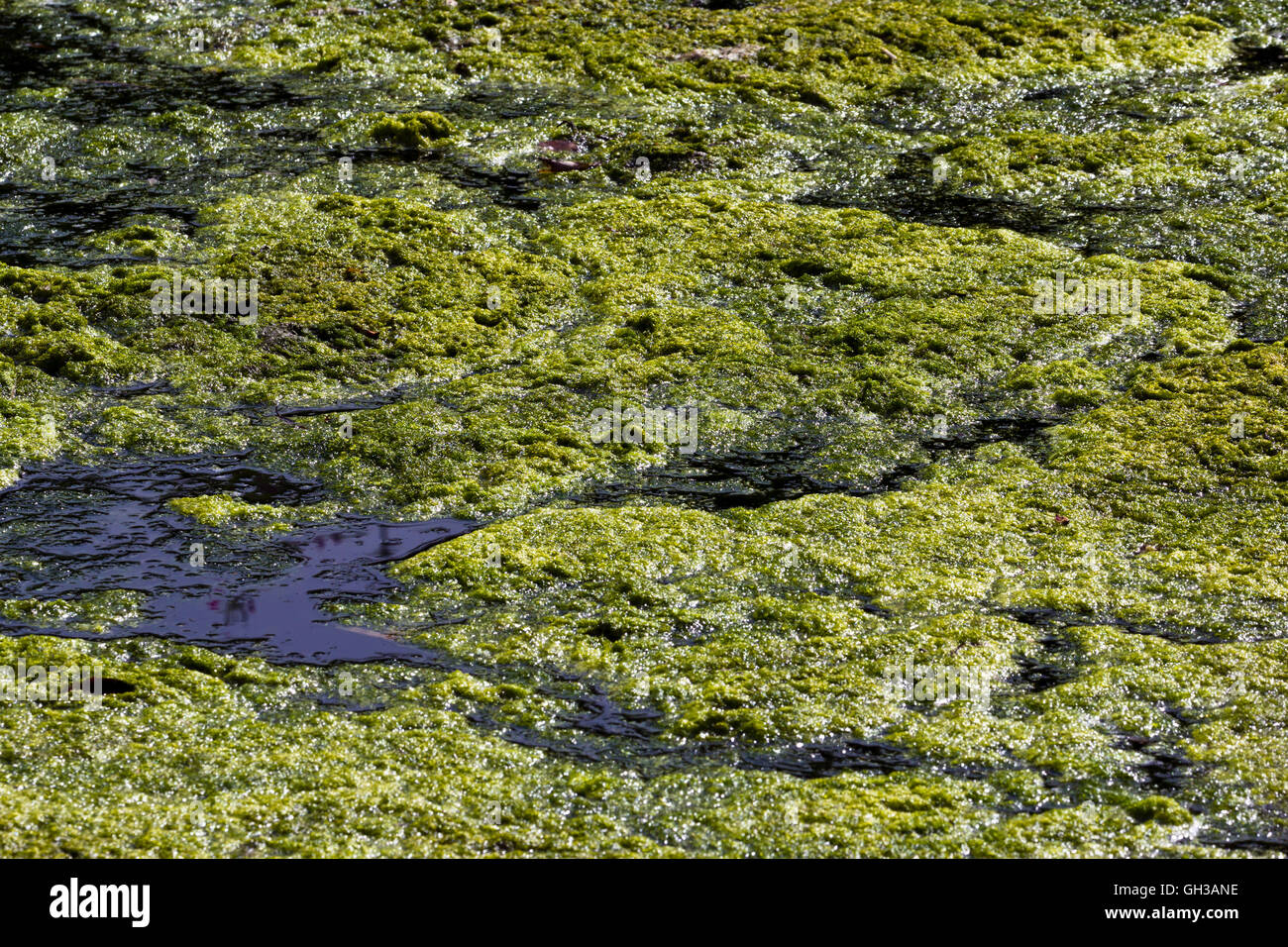 Les algues vertes sur la surface d'un étang Banque D'Images