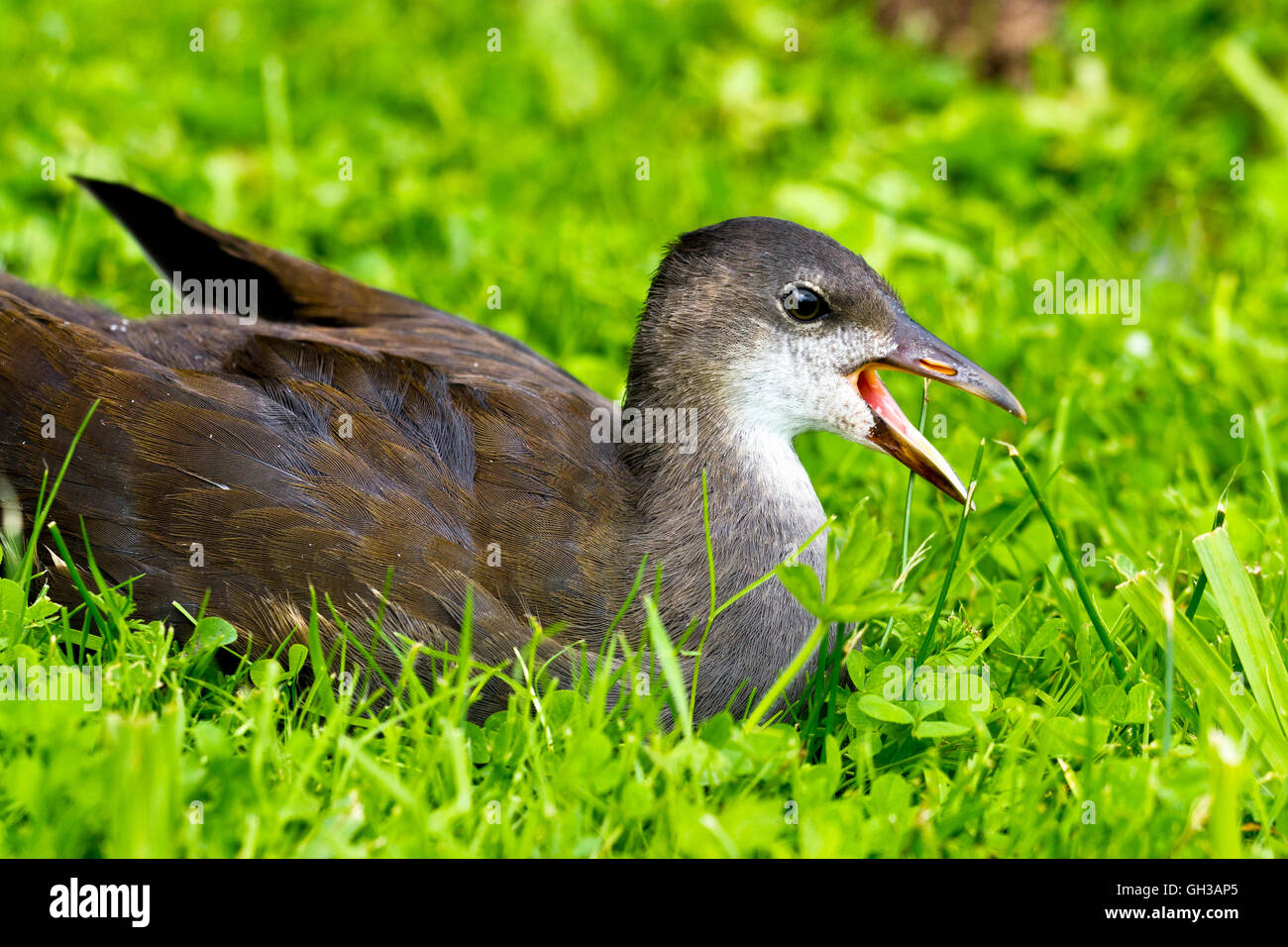 La Gallinule poule-d'eau (Gallinula chloropus) Banque D'Images