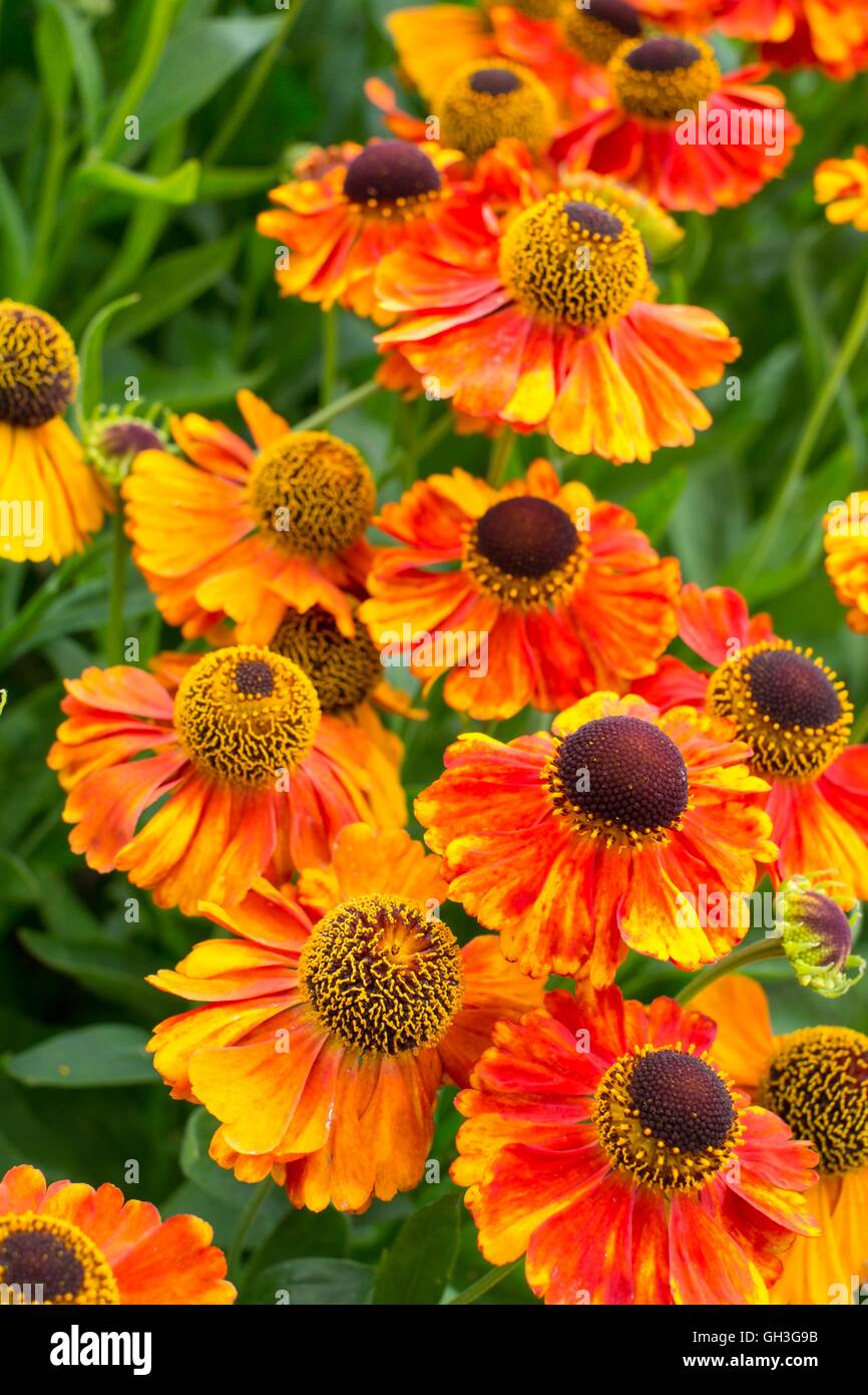 Helenium 'Sahin's Early Flowerer', Norfolk, Angleterre, août. Banque D'Images