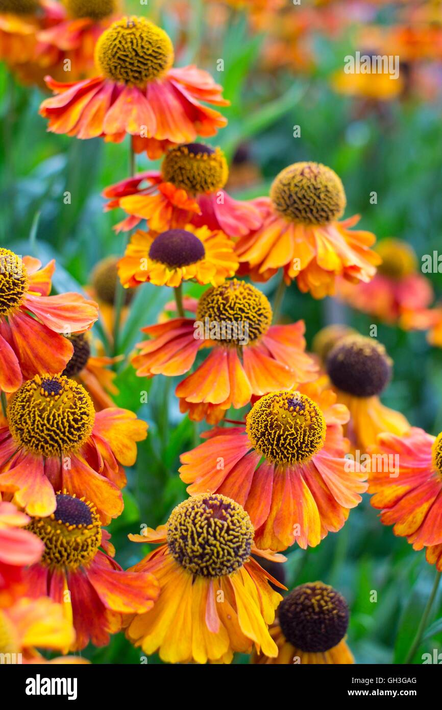 Helenium 'Sahin's Early Flowerer', Norfolk, Angleterre, août. Banque D'Images