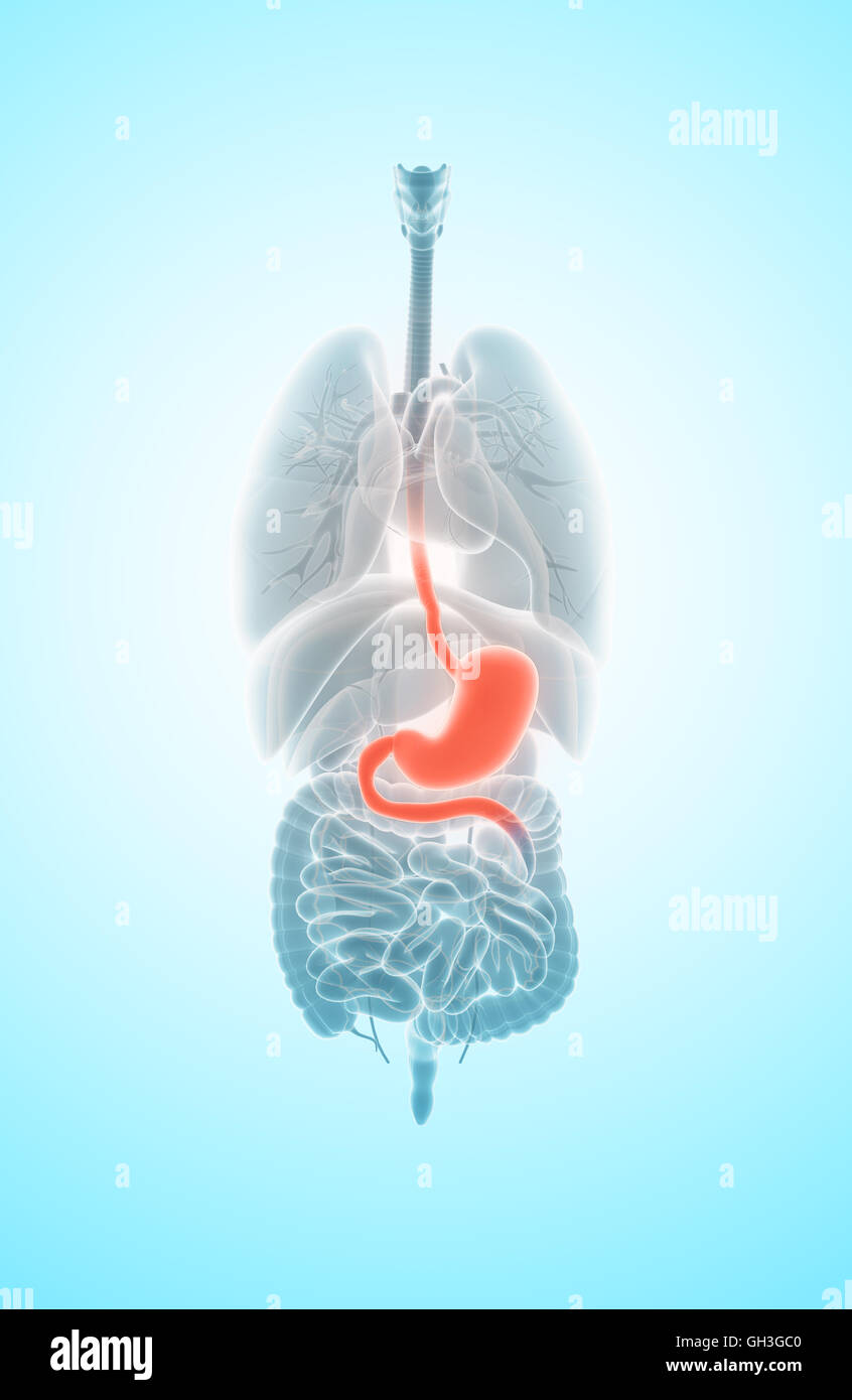 3D illustration de l'estomac, une partie de l'appareil digestif. Banque D'Images
