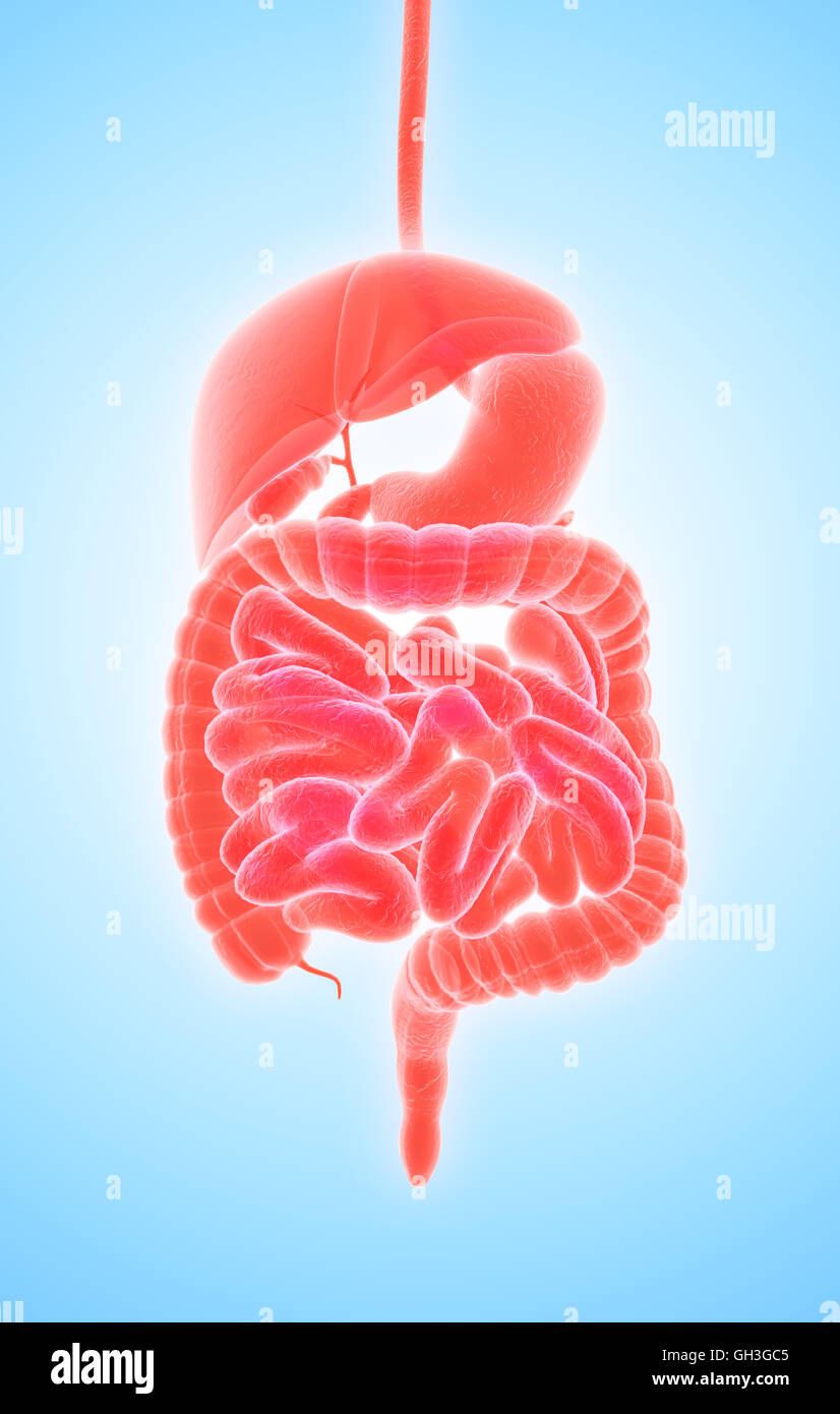 Les droits de l'homme 3D x-ray système digestif, concept médical. Banque D'Images