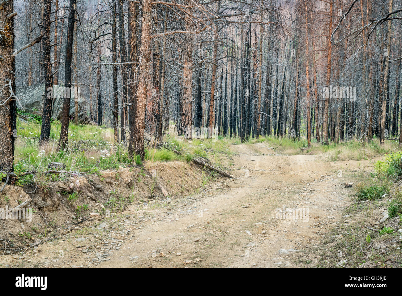 Vieille Route de fleurs et d'une forêt brûlée par le feu.C'est une jeep populaires sentier dans la forêt nationale Roosevelt près de Fort Collins, Colo Banque D'Images