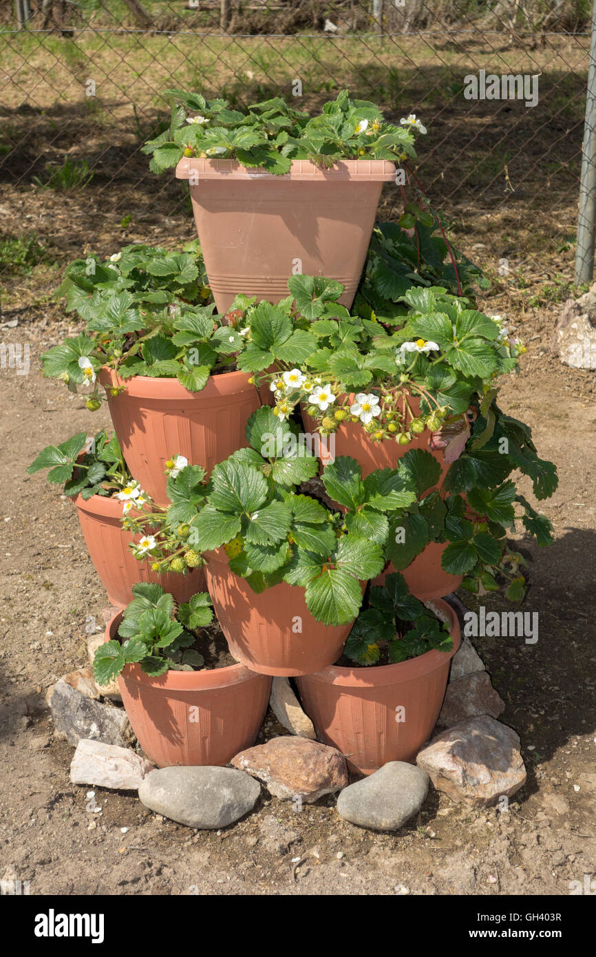 Les plants de fraisier en pot avec des fruits pas mûrs Banque D'Images