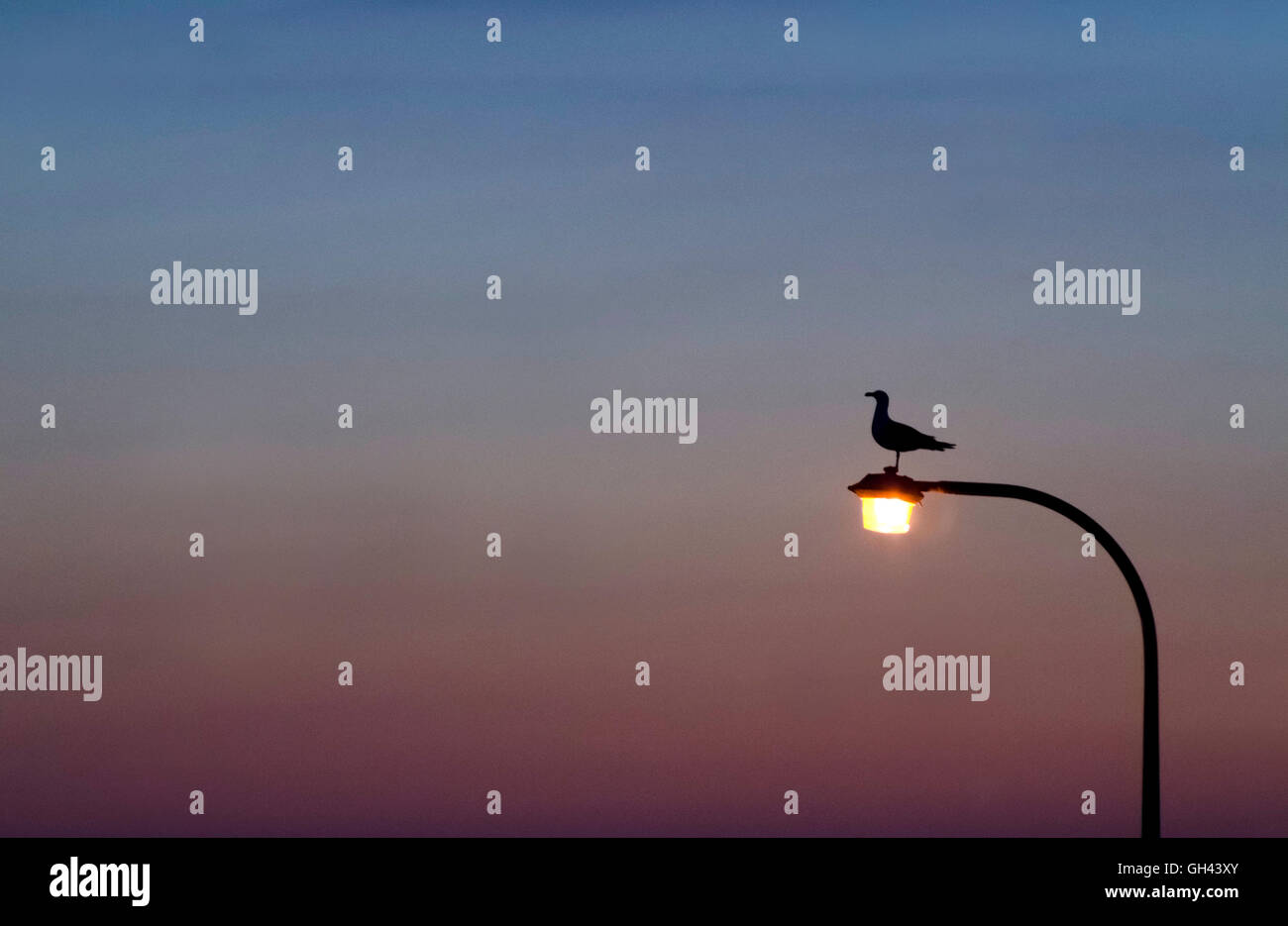 Silhouette d'oiseau sur un lampadaire Banque D'Images