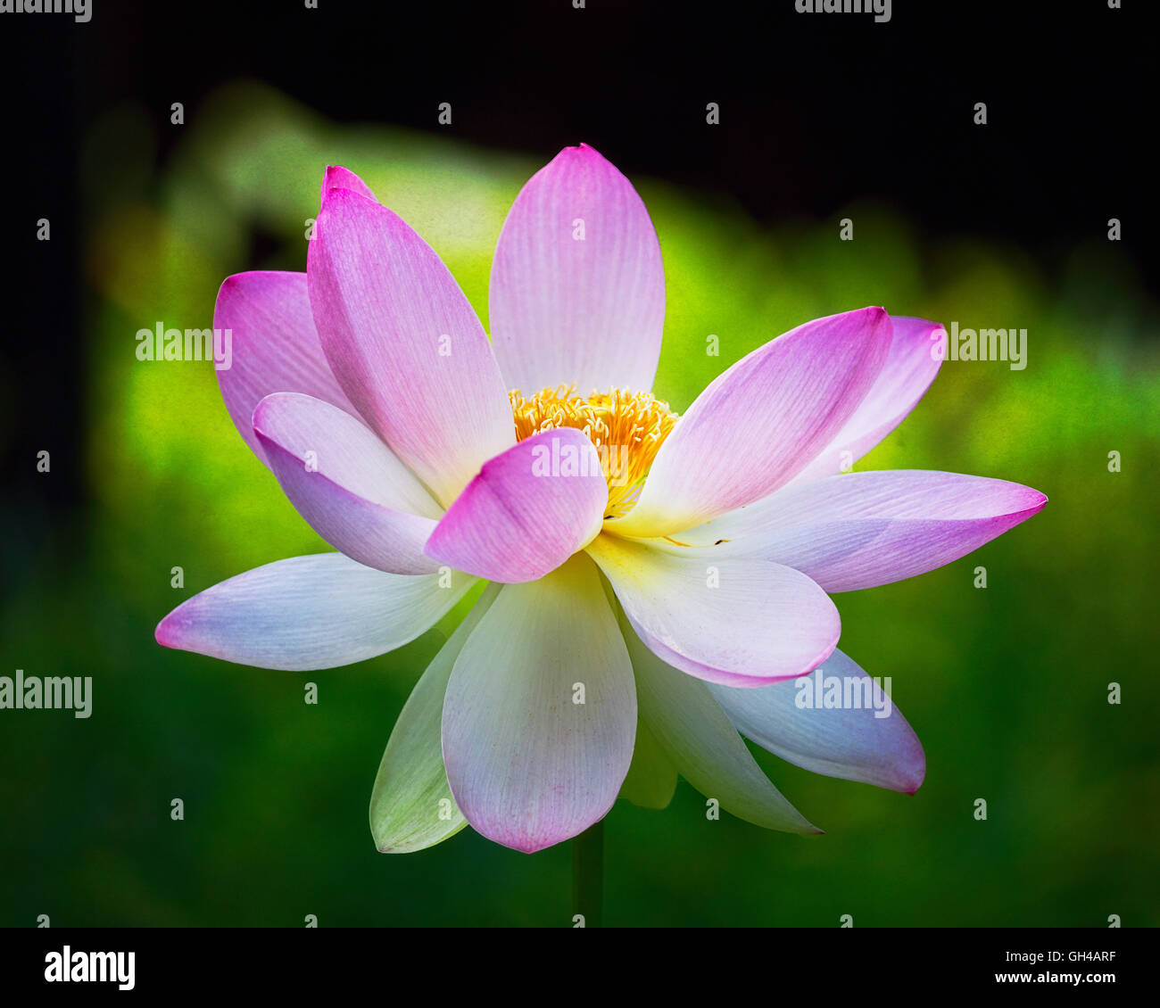 Vue rapprochée d'une fleur de lotus en fleurs Banque D'Images