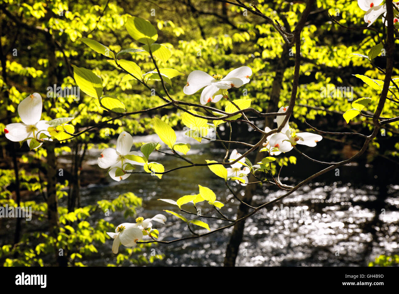 Vue rapprochée d'Flowewrs Cornouiller blanc le long de la rivière Raritan, Ken Lockwood, Gorge haut pont, New Jersey Banque D'Images