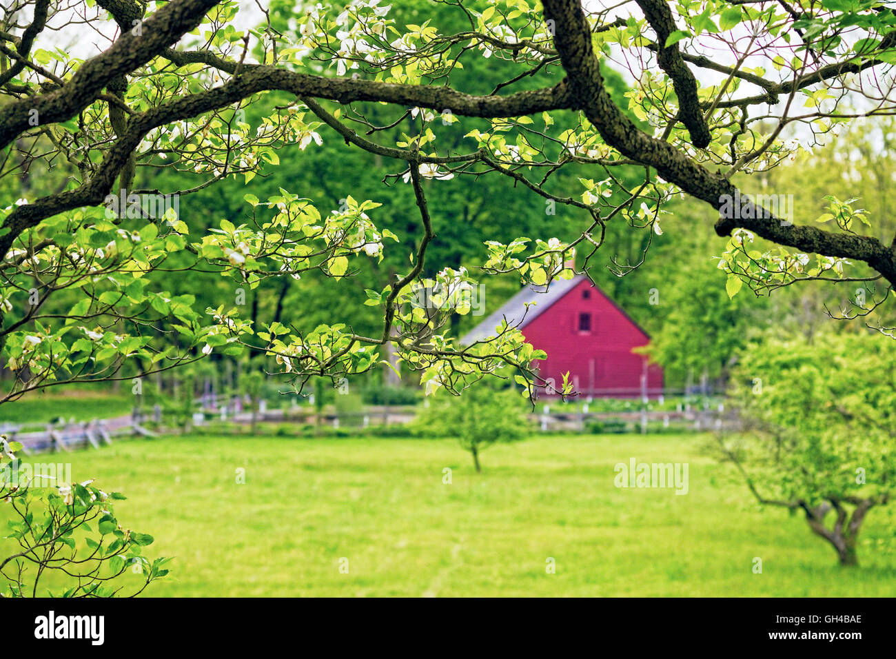 Printemps Vue d'un bâtiment de ferme rouge de sous un arbre en fleurs de cornouiller, Jockey Hollow State Park, Morristown, New Jersey Banque D'Images